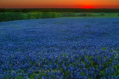 Sunset Bluebonnets