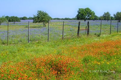CRW_7320-Texas41-BouquetofWildflowers.jpg