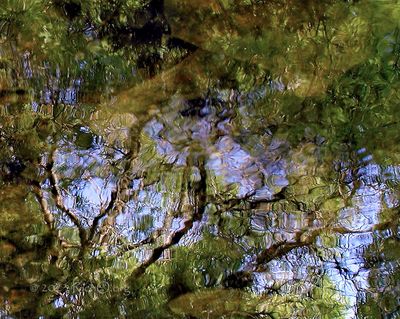 Reflective Impression of a Tree