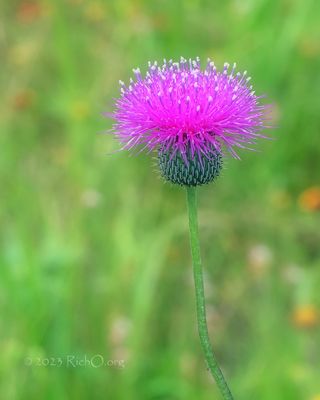 TexasThistle