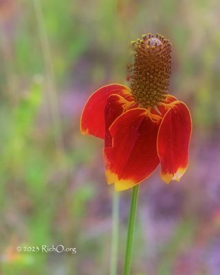 Mexican Hat 