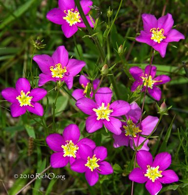 Meadow Pink