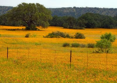 Mellow Yellow