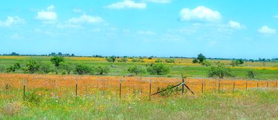 Hills Alive With Wildflowers
