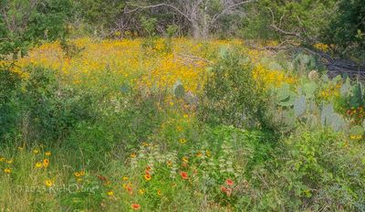 Wildflower Crowd