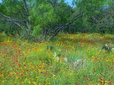 Texas Wildflower Report 2023