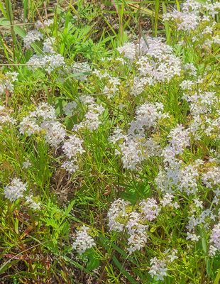 Baby's Breath
