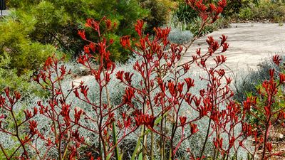 Kangaroo Paws