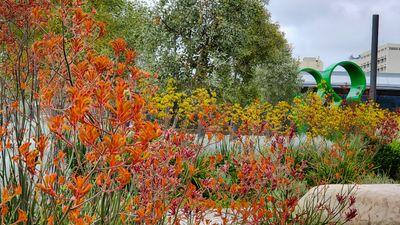 Kangaroo Paws