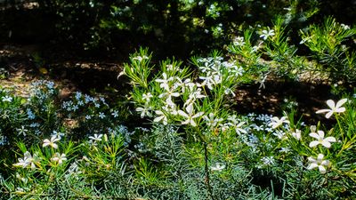 Wedding Bush