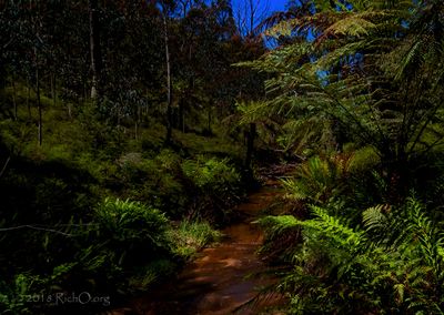 Blue Mountain Jungle