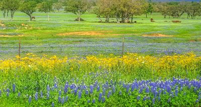 Field of Blue