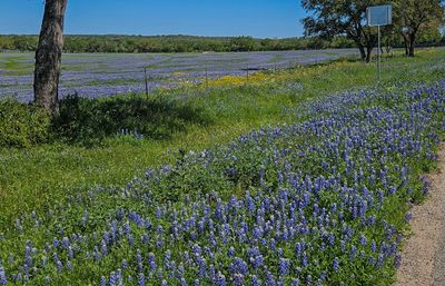 Field of Blue 