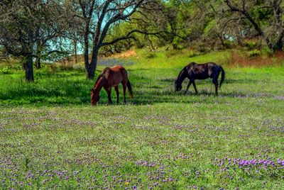 Horses in the Verbena