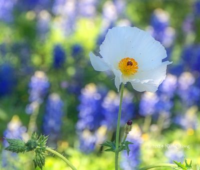 Prickly Poppy