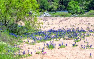 Sand Bluebonnets