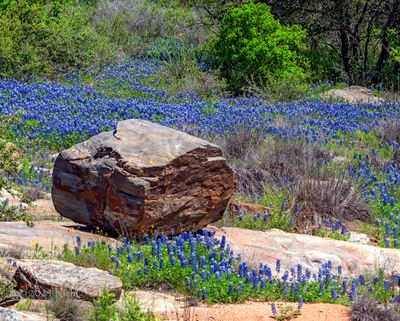 Rock on bluebonnets II
