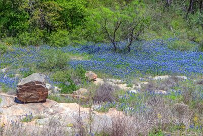 Rock on bluebonnets