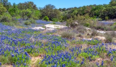 Texas Wildflower Report 2024