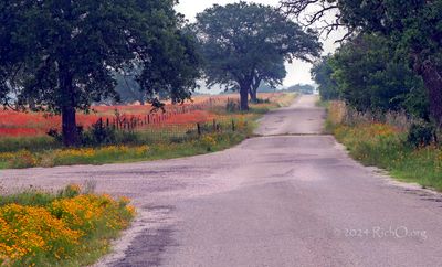 Hazy Morning Wildflowers