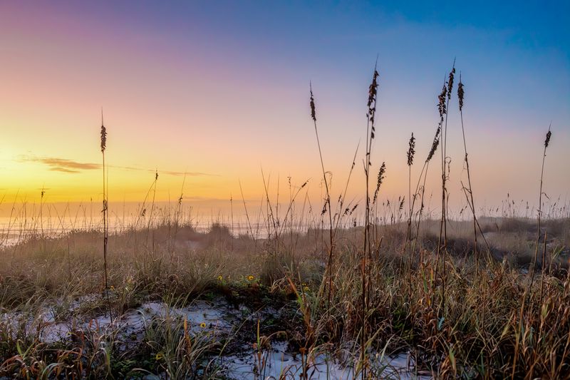 Sea-Oats.jpg