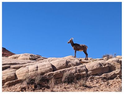 Bighorn sheep at Valley of Fire