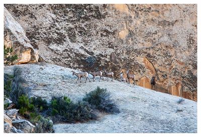 Bighorn sheep