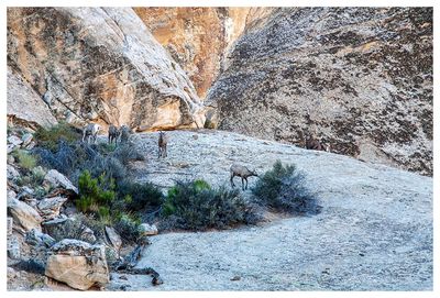 Bighorn sheep