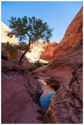 Willow Gulch
