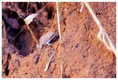 Tiny frog