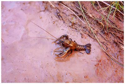 Crawfish