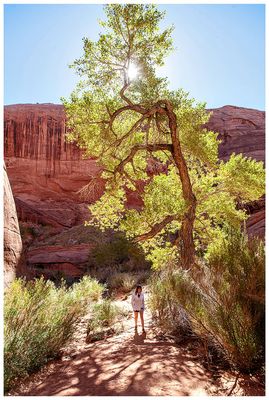 Willow Gulch
