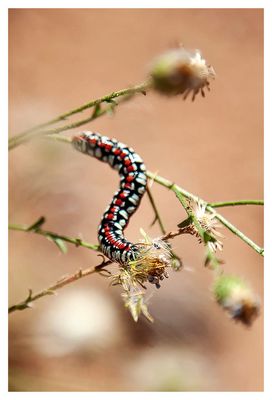 Hooded owlet caterpillar