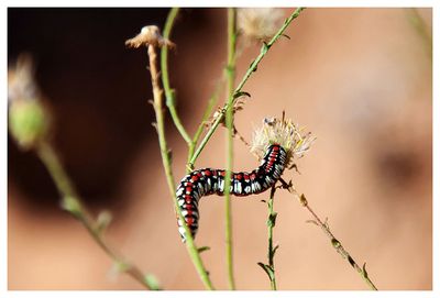 Hooded owlet caterpillar