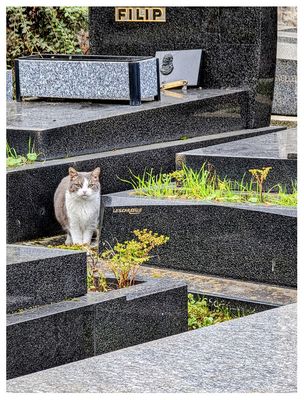 Montmartre Cemetery