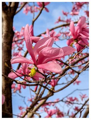 Loving the spring blooms!