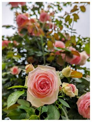 International Rose Test Garden