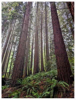 Redwoods