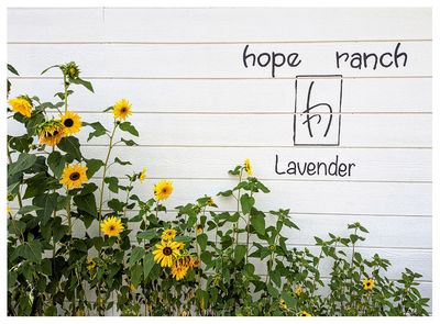 Hope Ranch Lavender