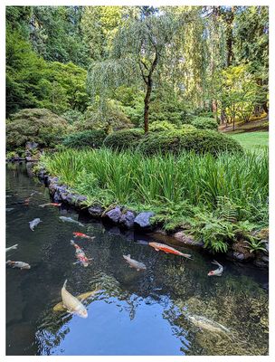Portland Japanese Garden: Koi 