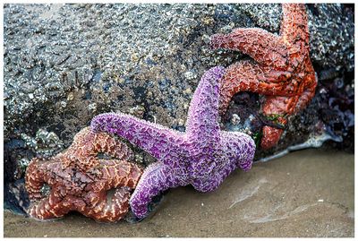 Cannon Beach