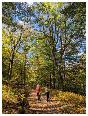 Path in the North Woods