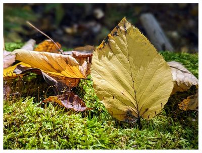 Hints of fall