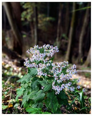 Blue wood aster