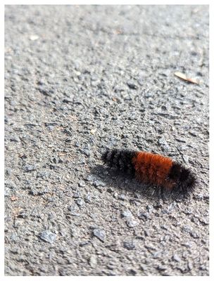 Woolly bear