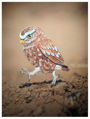 Burrowing Owl by The Paper Ark
