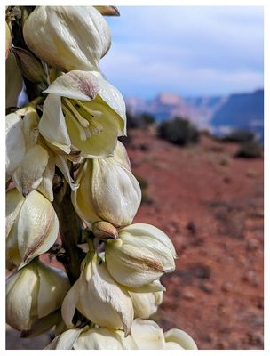 Narrowleaf yucca blooms