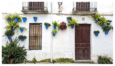 Calleja de las Flores
