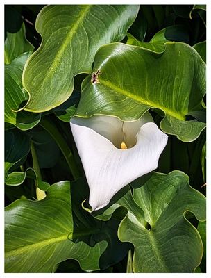 Calla lily in the Alczar Gardens