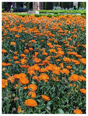 Calendula flowers in the Alczar Gardens
